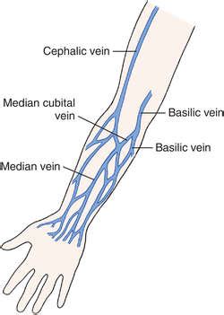 Phlebotomy Veins Diagrams