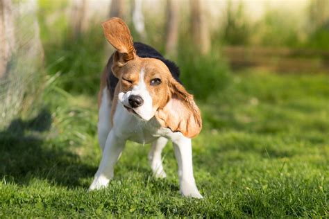how to treat tremors in dogs