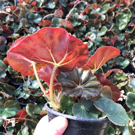 Photo 78158 Begonia Erythrophylla Plant Lust