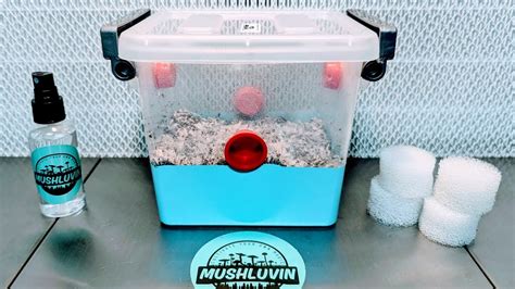 Easy Mushroom Growing How To Initiate Fruiting Conditions For Your