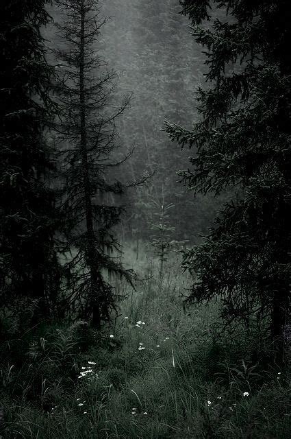 Download Free 100 + twilight forest Wallpapers