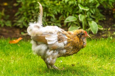 Molting Chickens When Do Chickens Molt And How To Help