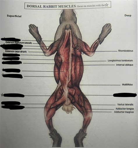 Rabbit Muscles Dorsal View Diagram | Quizlet