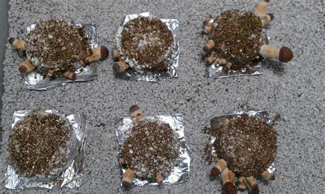 Fruiting Cake Has Aerial Mycelium Does This Look Okay Mushroom Cultivation Shroomery