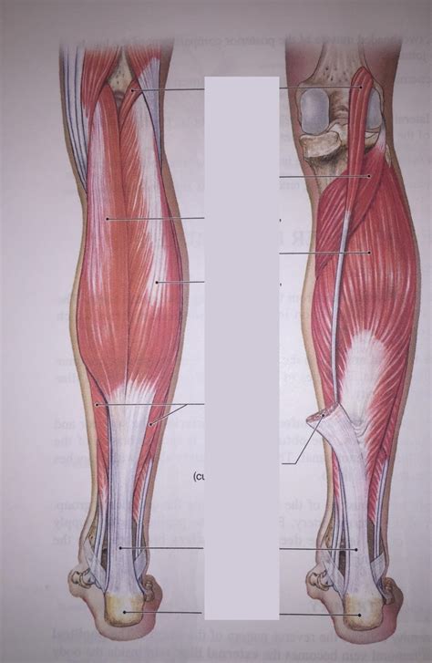 Posterior Leg Muscles Diagram Quizlet