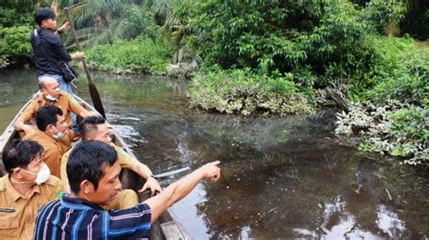 Ribuan Ikan Di Sungai Sei Sirah Mati Dan Air Menghitam Dinas