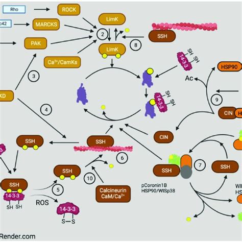 Major Pathways For Phospho Regulation Of Cofilin Upstream Activation