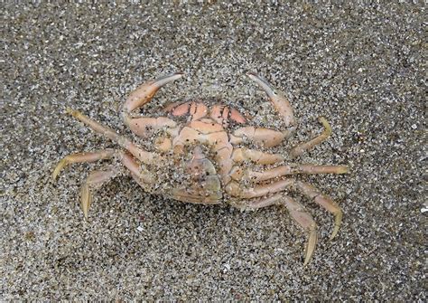 Carcinus Maenas Strandkrabbe Gemeine Strandkrabbe Carci Flickr