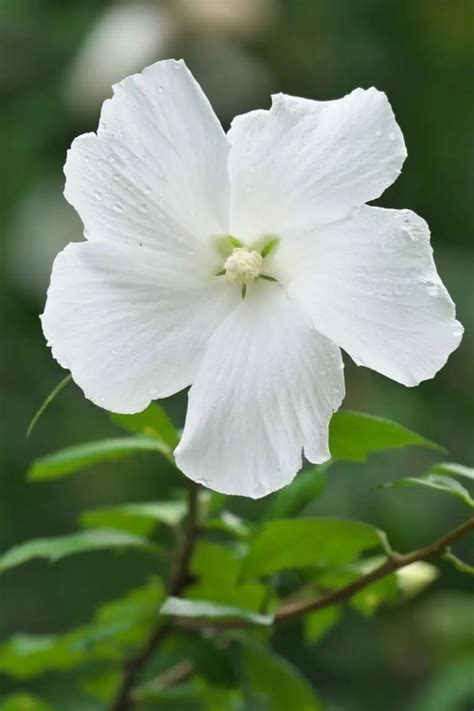 21 Stunning White Flowering Trees - Elevate Your Yards Elegance