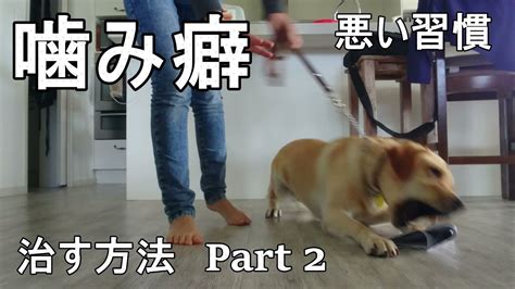 犬のしつけ【犬の噛み癖を治す方法part 2】噛んで欲しくないものから遠さける事が出来たらこっちのもの。デモは愛犬ラブラドールレトリバーの