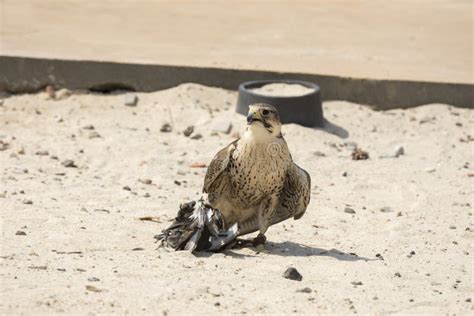 476 Peregrine Falcon Claws Stock Photos Free And Royalty Free Stock