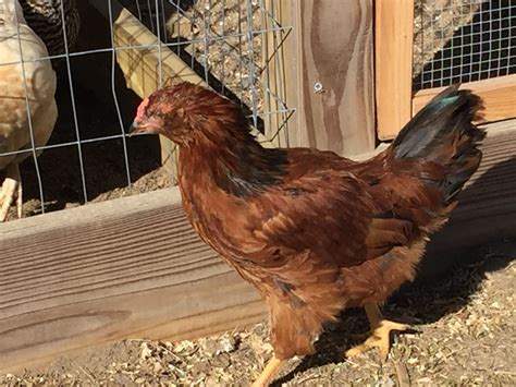 Week Old Roo Or Pullet Golden Comet Hen Easter Egger Rooster