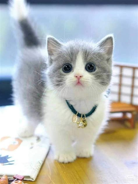 A Grey And White Kitten Standing On Top Of A Wooden Table