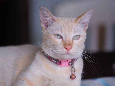 Cabeza De Ginger Tabby Cat Con Los Ojos Amarillos Verdes Imagen De Archivo Imagen De Looking