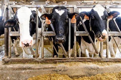 Dairy Science Research Aims To Mitigate Low Calcium Levels In Cows Graduate School Uw