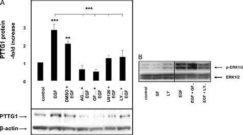 Regulation Of Pttg1 Protein Expression And Effect Of Signaling Blockers