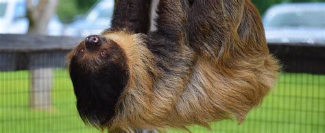 Linnaeus’s Two-Toed Sloth - Lehigh Valley Zoo