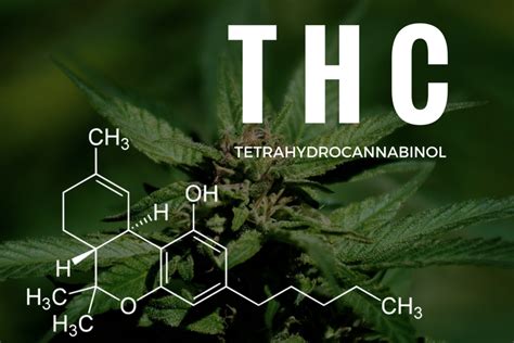 ¿qué Pasa Al Consumir Productos Con Thc Aquí Te Lo Contamos Ciudad