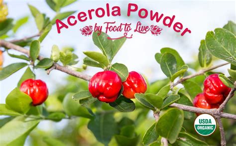 Organic Acerola Cherry Powder 1 Pound Non GMO 100 Pure Kosher