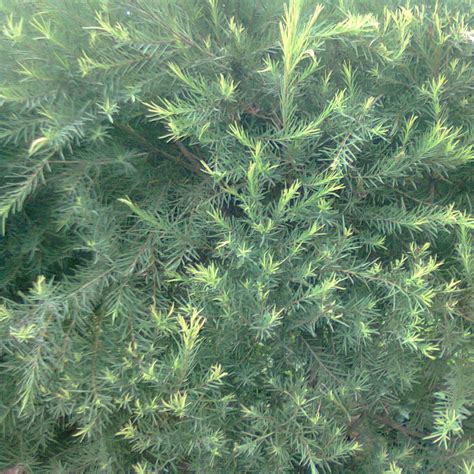 Melaleuca alternifolia 'Tea Tree' | Buy Herb Plants