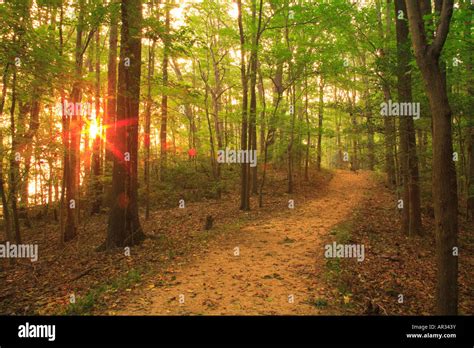 Fossil Beach Trail, Westmoreland State Park, Montross, Virginia, USA Stock Photo - Alamy