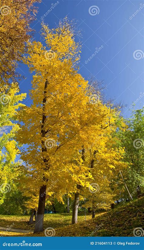 Yellow Trees In The Park Stock Image Image Of Sunlight 21604113