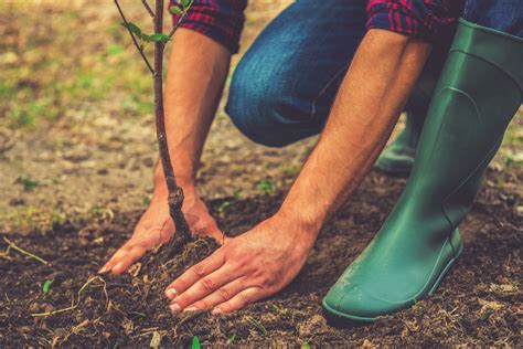 Tree Planting Services In Leeds Across Yorkshire