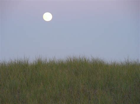 Moon Grass | A telephoto shot of last evening's full moon ov… | Flickr