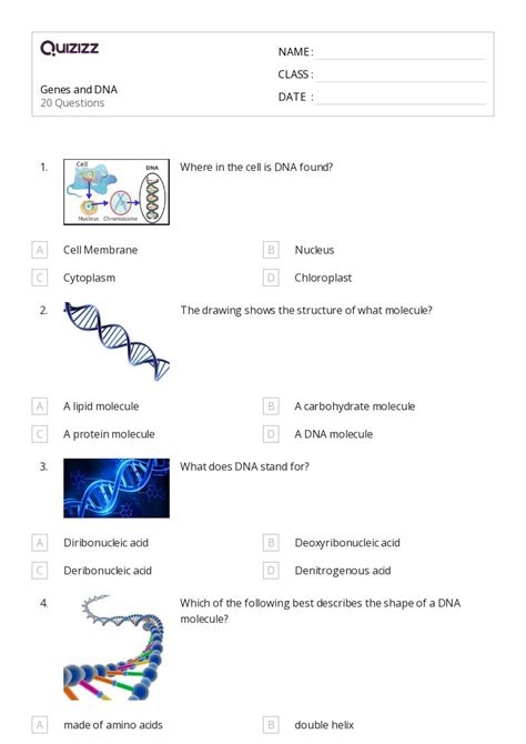 50 Chromosome Structure And Numbers Worksheets For 12th Year On