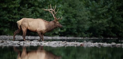 Know the Best Elk Hunting Equipment Day 3: Understand the Best Elk ...