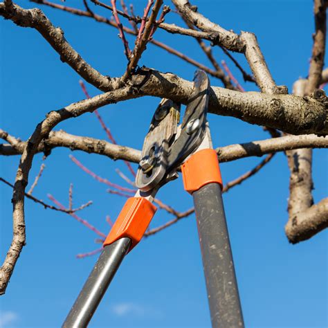 Mastering Oak Pruning: A Guide to Health, Beauty, and Longevity ...