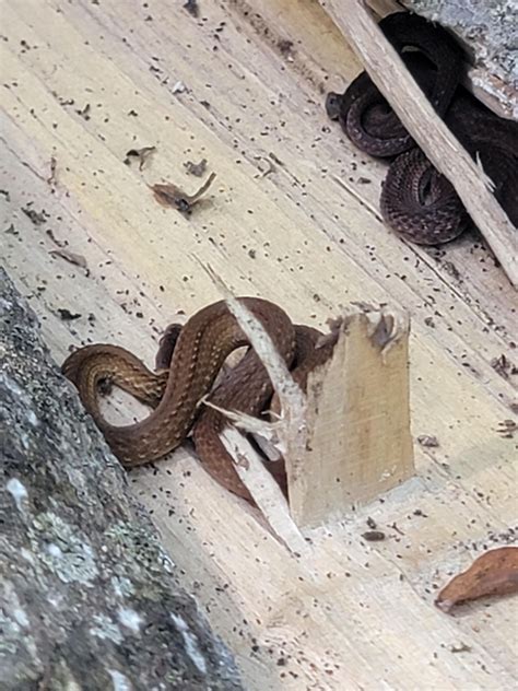 Found these snakes in our woods. [Nashville, TN] : r/whatsthissnake