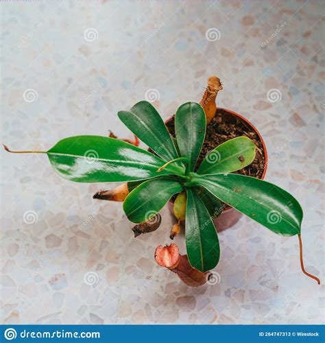 Close Up Top View Of The Nepenthes Alata Plantand X27 S Green Leaves In A Flowerpot Stock Image