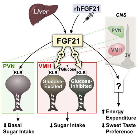 FGF21 Signals to Glutamatergic Neurons in the Ventromedial Hypothalamus ...