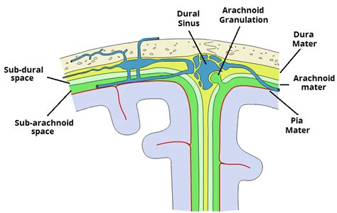 The Meninges - Dura - Arachnoid - Pia - TeachMeAnatomy