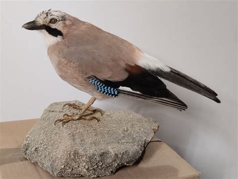 Eurasian Jay Taxidermy Full Body Mount Garrulus Catawiki