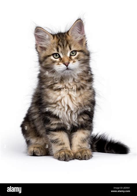 Siberian Cat Black Tabby - White Siberian Kitten