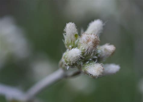 Euthamia salicifolia Weidenblättrige Goldrute Weidenblättrige