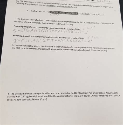 Solved Tul In A Pcr Experiment A Student Extracted Dna Chegg