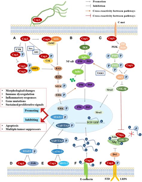 Frontiers A Review Of Signal Pathway Induced By Virulent Protein Caga