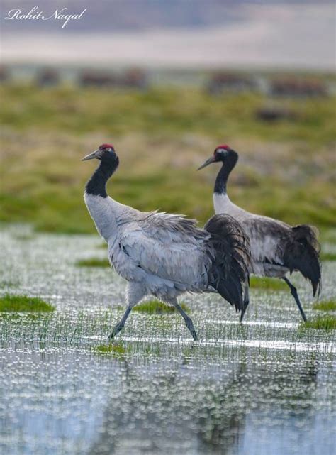 Black necked crane | Black neck, Bird, Bird watching