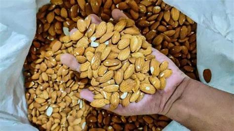 Variety Californai Almonds Single Touch Badam At Rs Kg In Ahmedabad