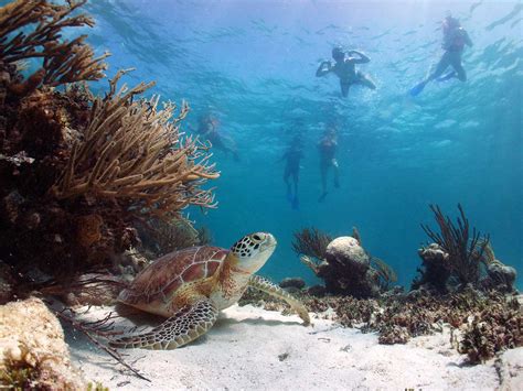 The Best Snorkeling In Mexico Islands