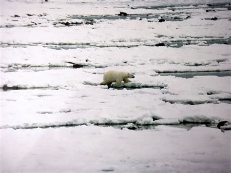 Hudson Bay | Arctic Wildlife, Ecosystem, Map, & Exploitation | Britannica