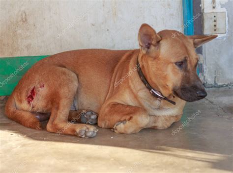 Heridas Frescas En El Cuerpo Del Perro