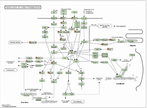 Figure S35 Regulation Of Actin Cytoskeleton Kegg Pathway Hsa04810