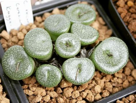 Conophytum Obcordellum Ssp Ceresianum Plantas Suculentas Suculentas