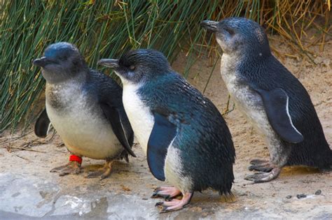 little blue penguin facts - Animals Time