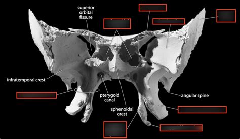 Sphenoid Bone Anterior Diagram Quizlet