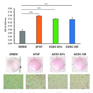 Effects Of ADSC CM And ADSC EVs On HDFs A The Proliferation Of HDFs